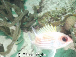 I really like the Squirrelfish but mywife says that his e... by Steve Myler 